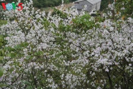 Vietnam’s northwestern culture converges at Dien Bien Ban Flower Festival - ảnh 3